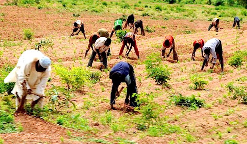 In northern Nigeria, farming is among efforts meant to curb desertification and drought