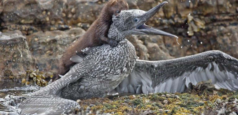 Fresh initiative to tackle threat of invasive alien species