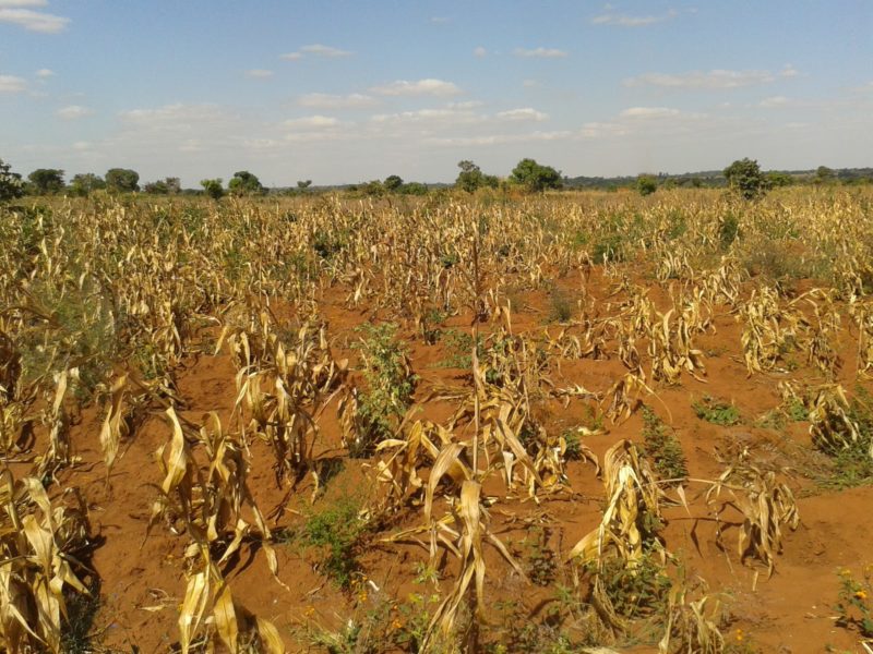 Destroyed fields of maize in Katsumwa, Malawi. The ARC has come to the rescue