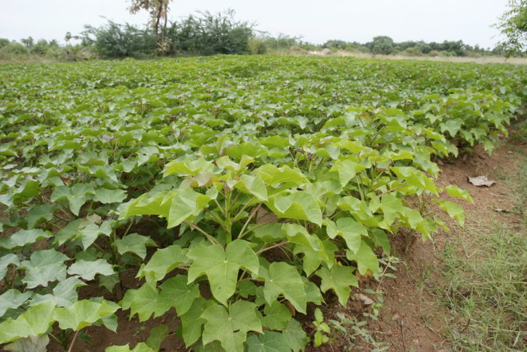 How Jatropha can help tackle sustainability challenges