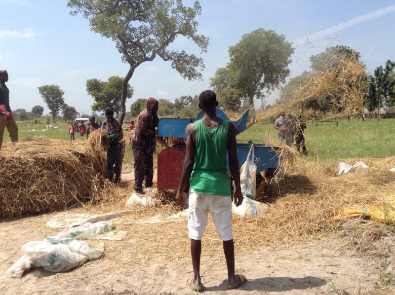 VCDP provided rice threshing machine being put to use at Sumaka Farm Site, Ukpiam, Guma LGA, Benue State