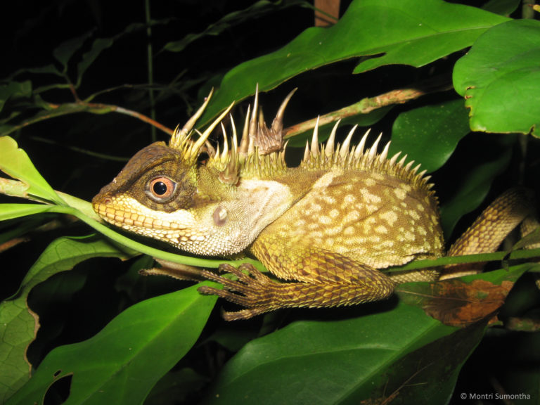 163 new species discovered in South East Asia