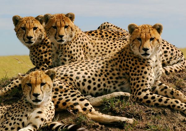 Cheetahs