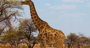 global giraffe population