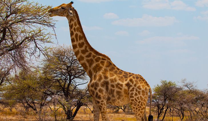 Driven by habitat loss, civil unrest and illegal hunting, the global giraffe population has plummeted by up to 40% over the last 30 years, and the species has been listed as Vulnerable on the IUCN Red List