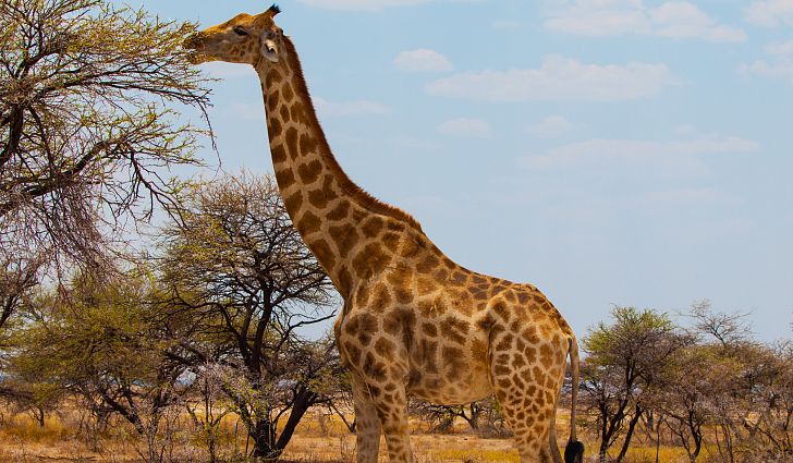 giraffe