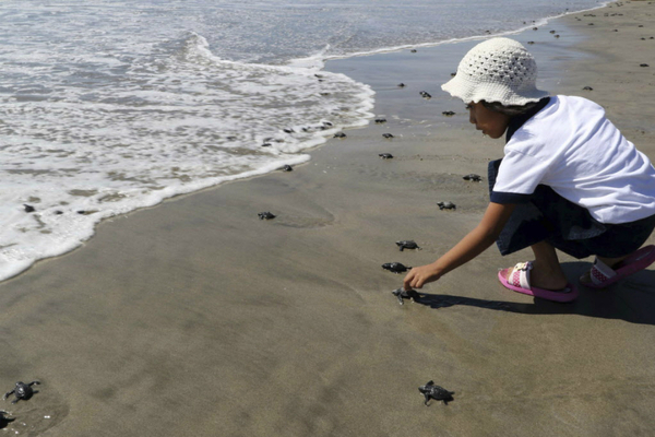 A girl urges a baby turtle towards the ocean at the El Morro Ayuta beach in San Pedro Huamelula, Mexico
