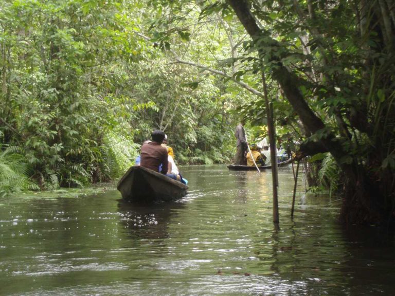Ogun, FUNAAB to regenerate forest reserves