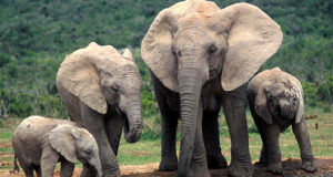 Sumatran elephants