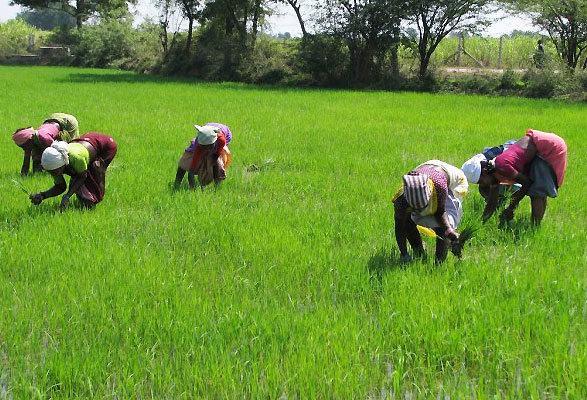 rice-farming