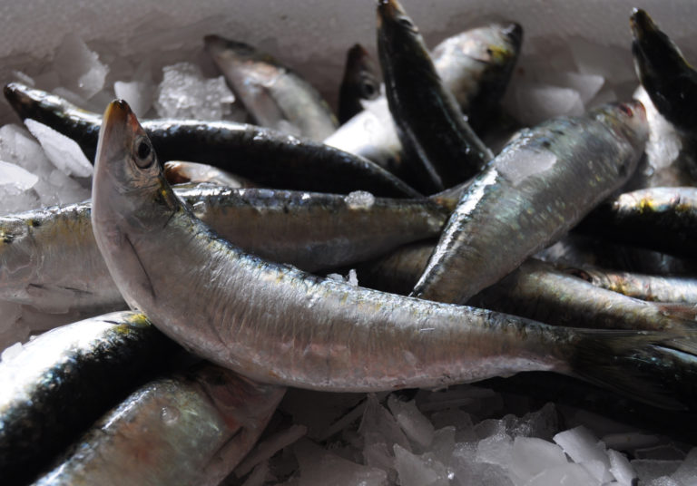Overfishing of sardine, croaker, others threatens fish species with extinction