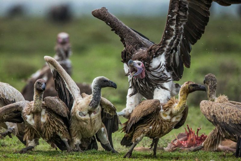 Governments must halt vulture poisoning