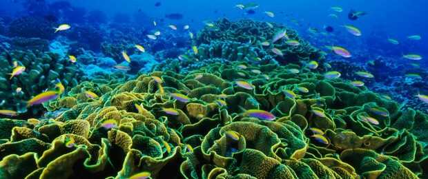 Coral Reefs