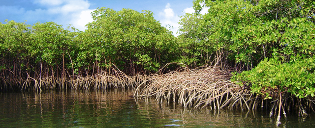 Climate change: Stakeholders collaborate to restore mangroves ...