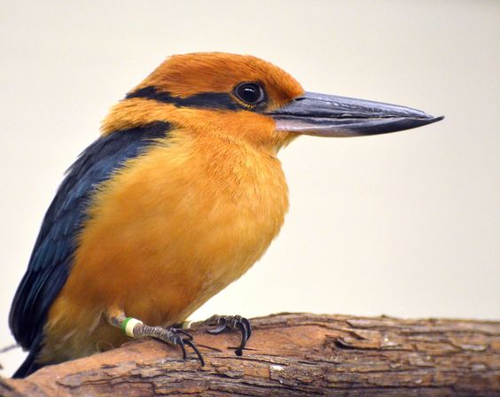 Guam-Kingfisher