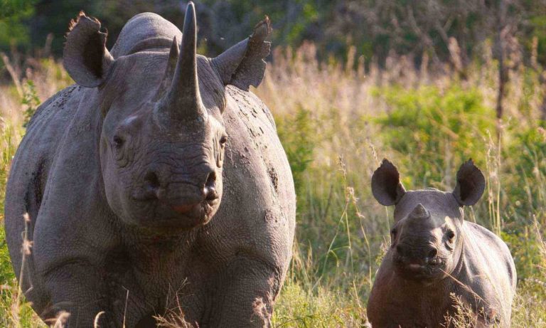 Conservationists underline need for urgent action to save rhinos