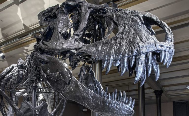 How darkness, cold killed the dinosaurs