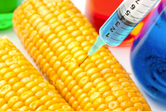 Monsanto’s GM drought-tolerant maize challenged in South African court Monsanto’s GM drought-tolerant maize challenged in South African court