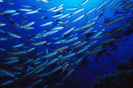 Fish migration