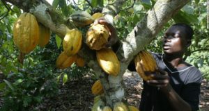 Cocoa-Ghana