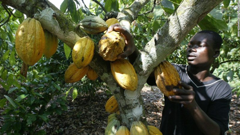 Cocoa-Ghana