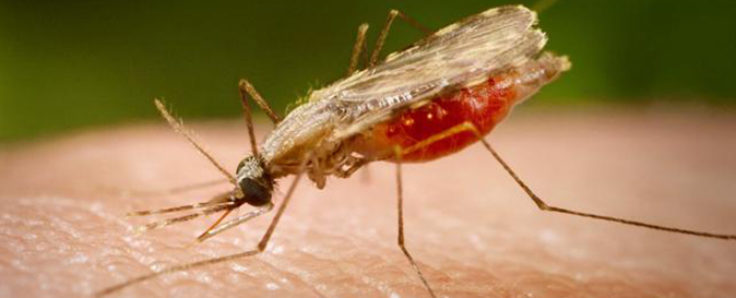 Malaria-anopheles