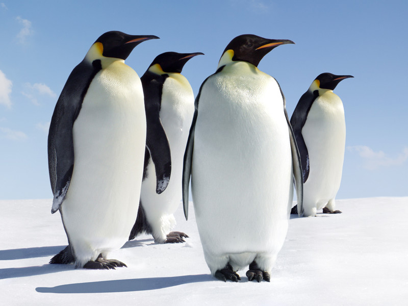 Penguins