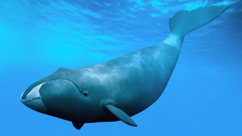bowhead-whale