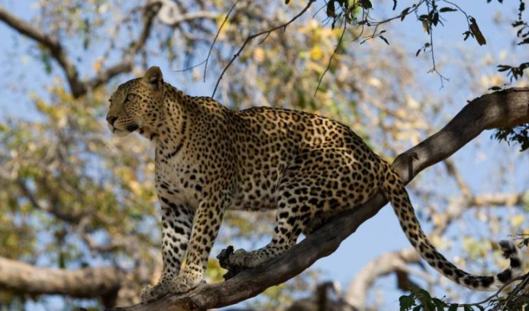 12m Euro SOS scheme to help carnivores, humans coexist