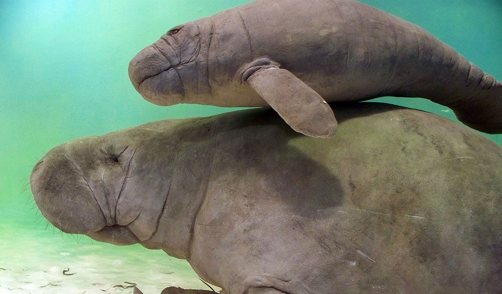 manatee