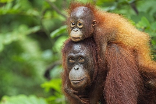 Orangutans