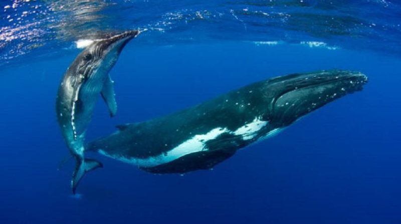 pacific_whales