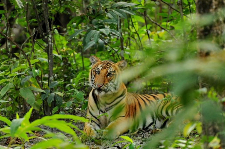 Global Tiger Day: Protecting tigers’ natural habitats