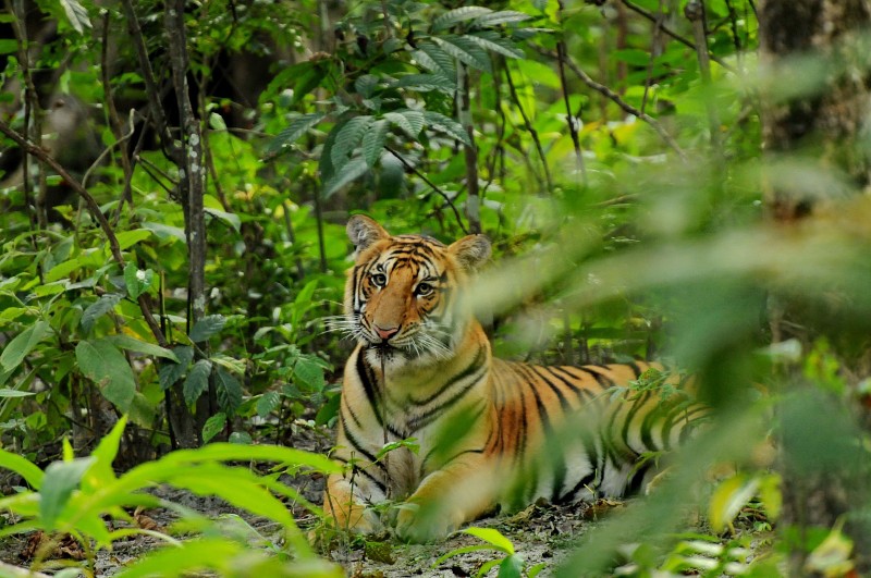 Bengal tigers