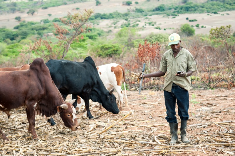 Kenya farmer
