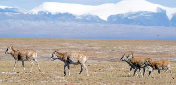 Qinghai Hoh Xil