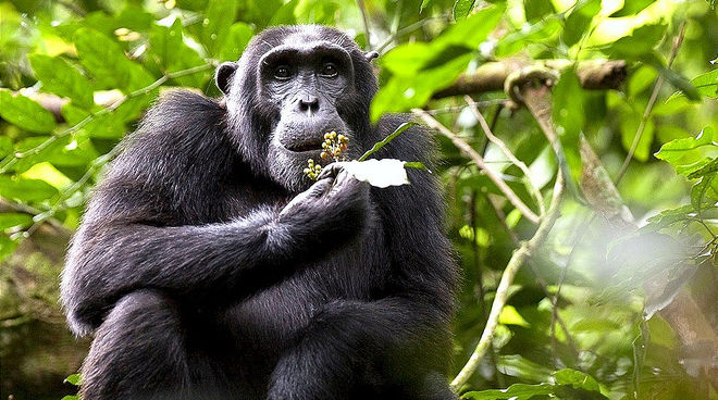chimpanzees-uganda