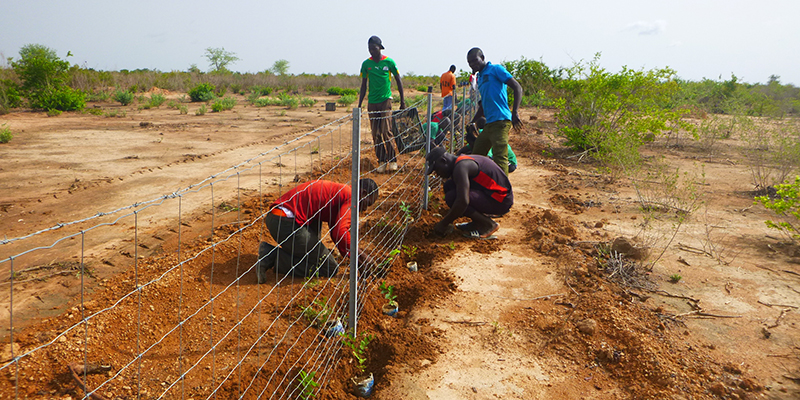 Burkina Faso tree planting