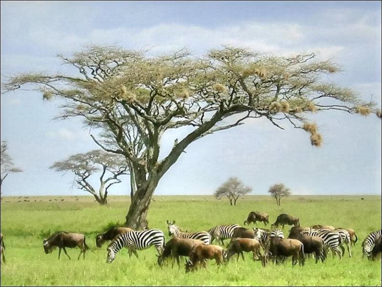As wildlife returns, Ivorian park may be struck off ‘danger list’