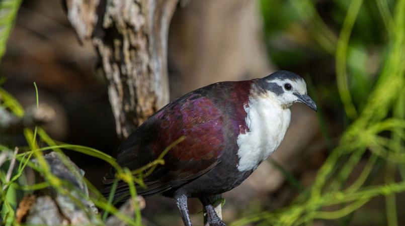 Polynesian Ground Dove