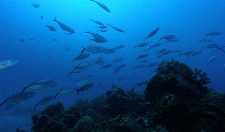 World Oceans Day: West, Central Africa face food insecurity from overfishing