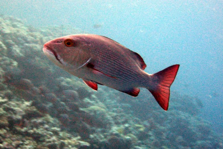 Overfishing, reef decline threaten Pacific, Caribbean island fisheries – IUCN