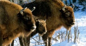 Wild bison Białowieża