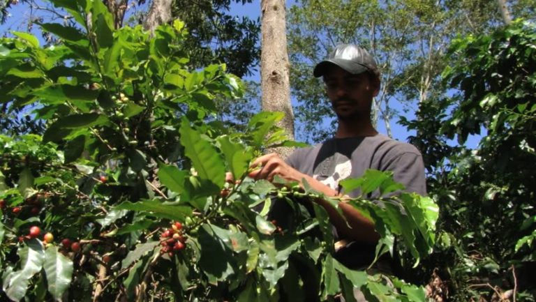 NAMA: Dominican Republic to curb emissions in coffee cultivation