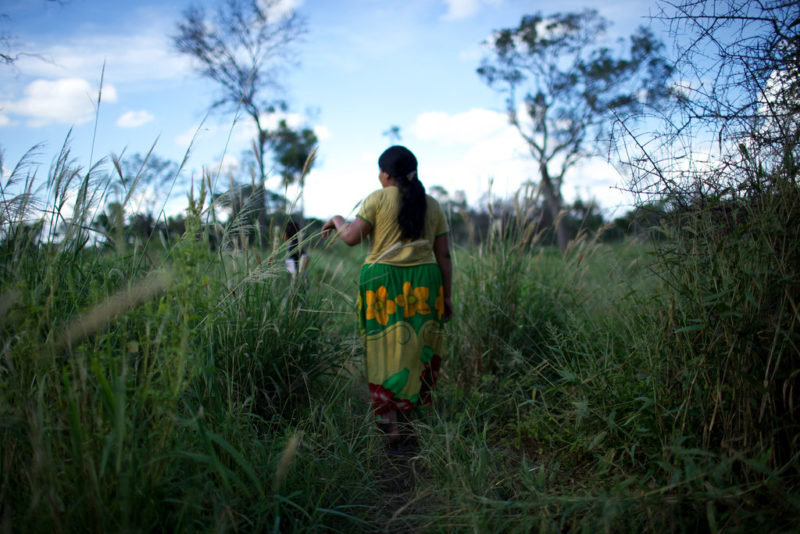 Paraguayan Chaco forest