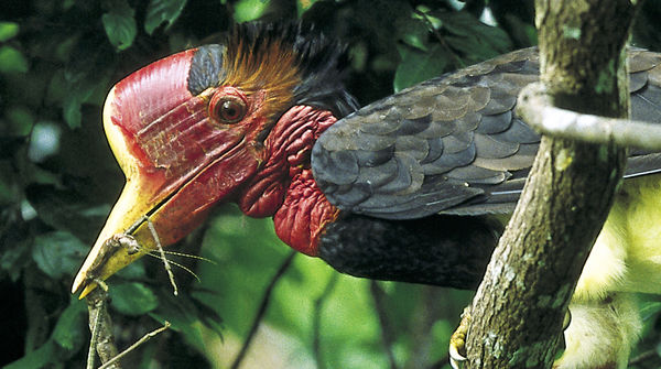 Helmeted Hornbill