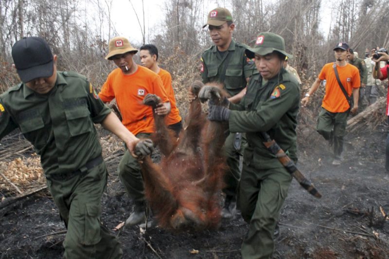 Indonesia forest fires