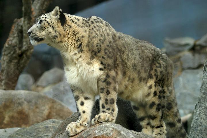 snow leopard