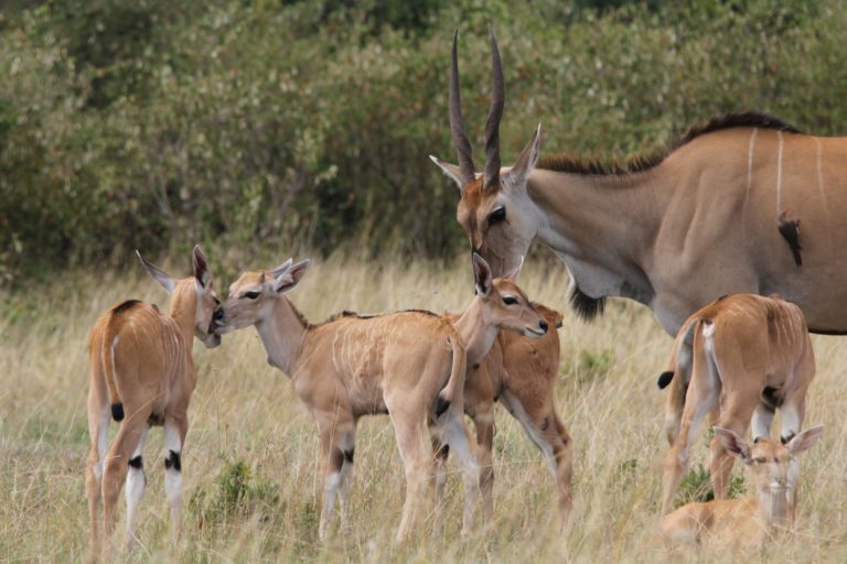 Grasshoppers, millipedes, antelope species face extinction, IUCN reveals