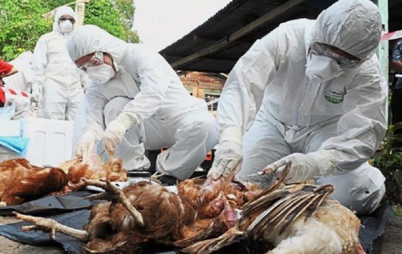 bird flu